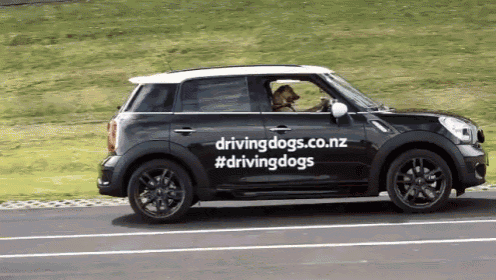 Dog driving a car