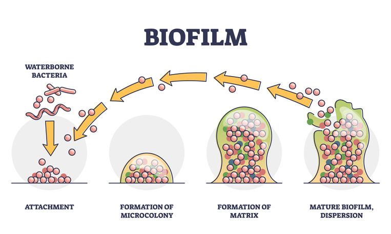 Biofilm example